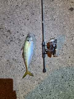 マアジの釣果