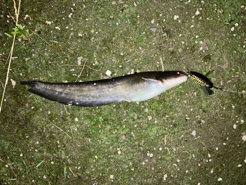 ナマズの釣果