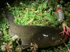 ナマズの釣果
