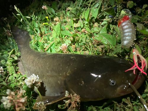 ナマズの釣果