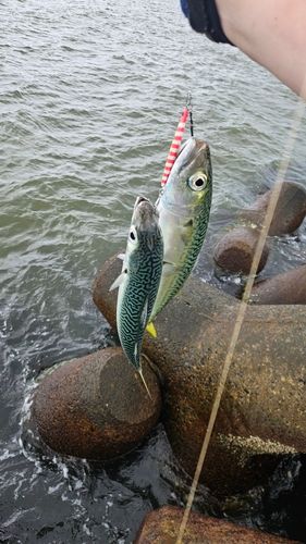 サバの釣果