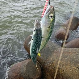サバ