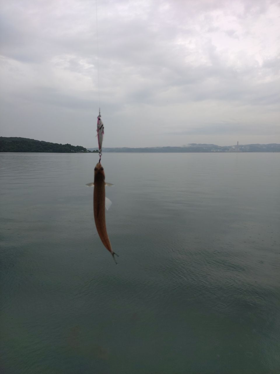 マゴチ
