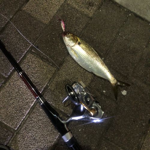 コノシロの釣果