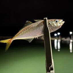 アジ