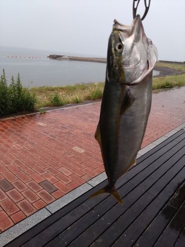 ヤズの釣果