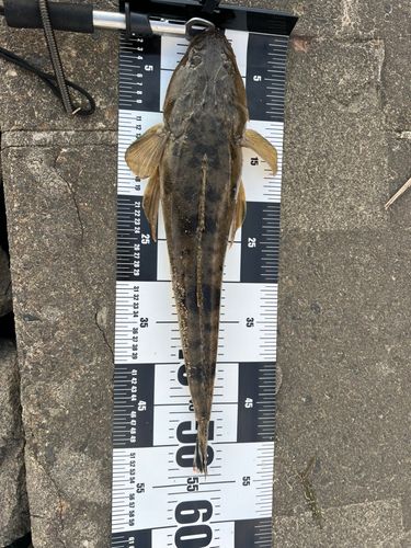 マゴチの釣果