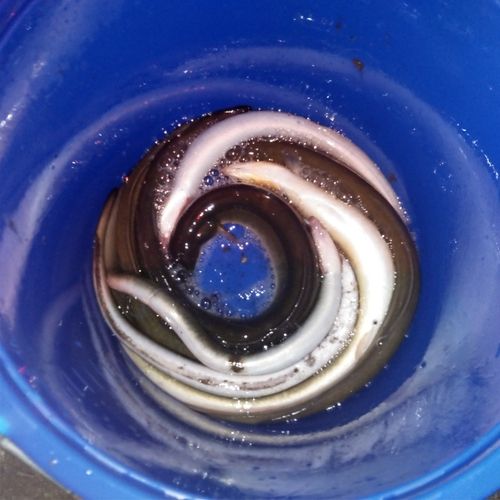 ウナギの釣果