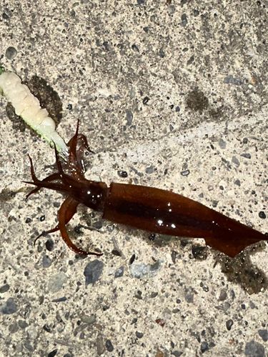 スルメイカの釣果