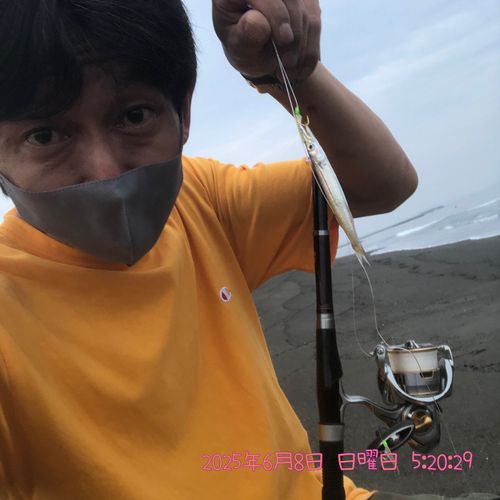 カマスの釣果