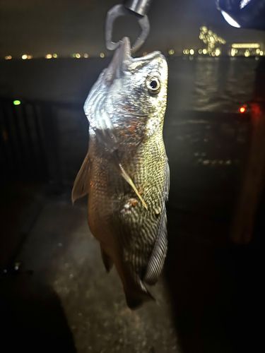 イシモチの釣果