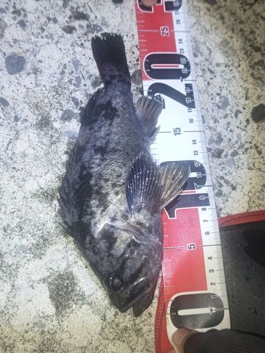 釣果