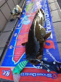 マナマズの釣果