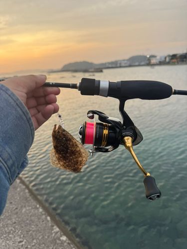 ソゲの釣果