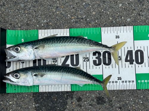 ソゲの釣果