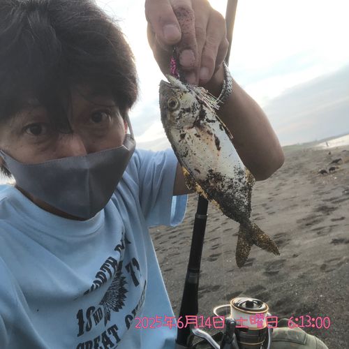 ショゴの釣果