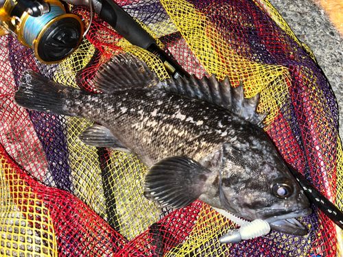 クロソイの釣果