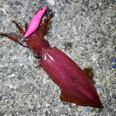 ケンサキイカの釣果