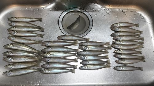シロギスの釣果