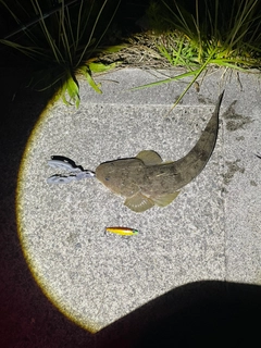 マゴチの釣果