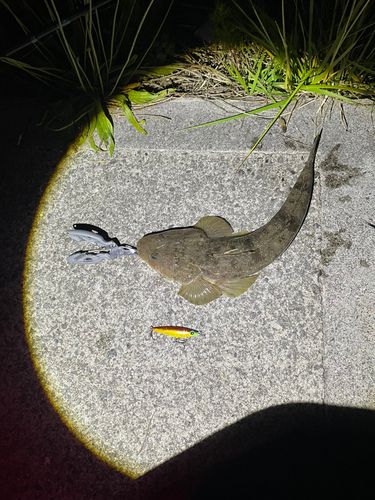 マゴチの釣果