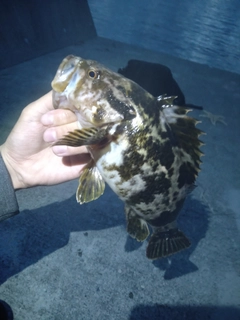 ベッコウゾイの釣果