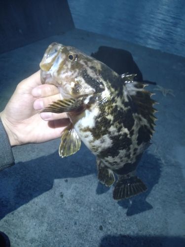 ベッコウゾイの釣果
