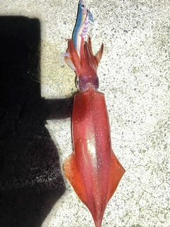 ケンサキイカの釣果