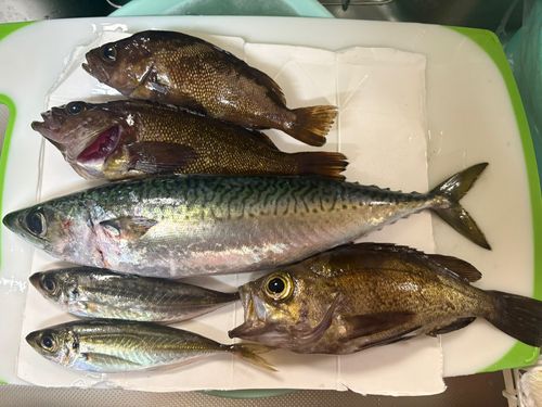 マサバの釣果