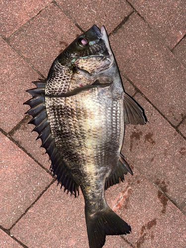 クロダイの釣果