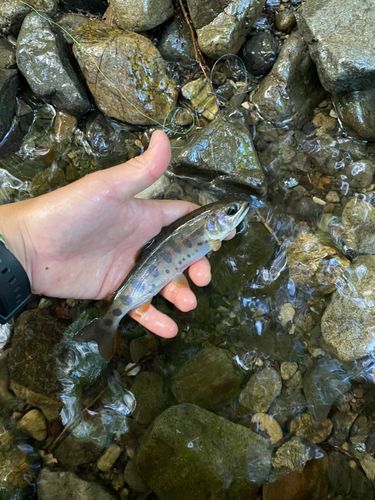ヤマメの釣果