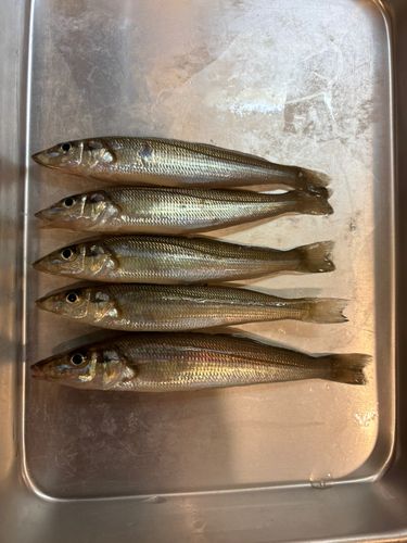 シロギスの釣果