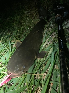ナマズの釣果