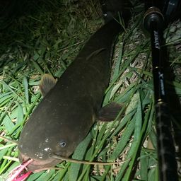 ナマズ