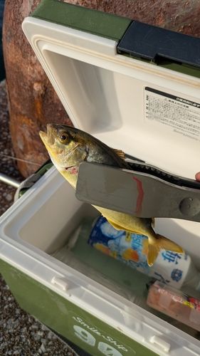 ショゴの釣果