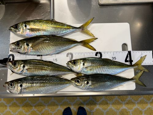 アジの釣果