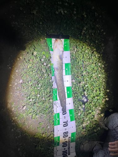 アメリカナマズの釣果