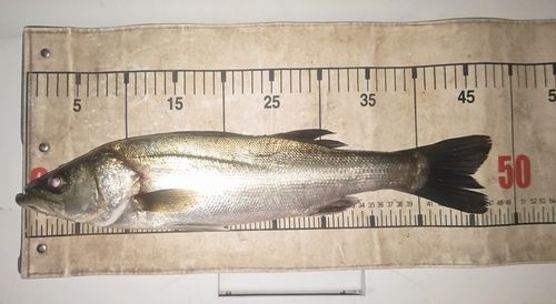 スズキの釣果