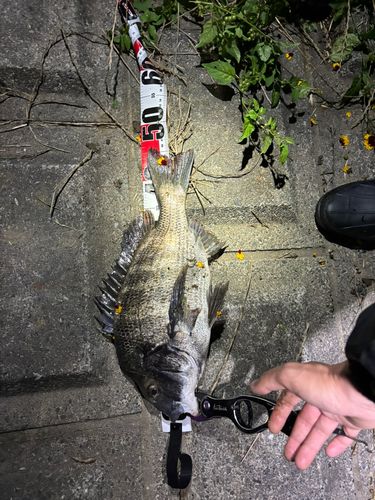 クロダイの釣果