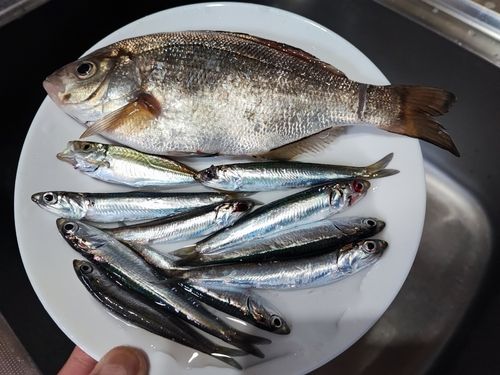 アオタナゴの釣果