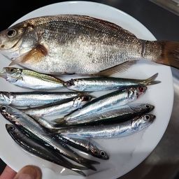アオタナゴ