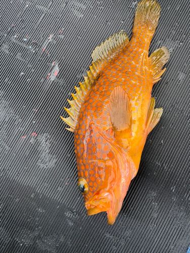 アコウの釣果
