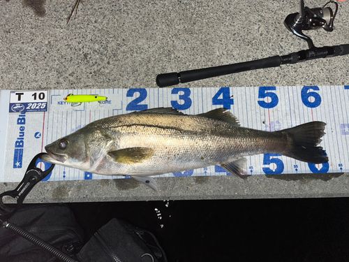 シーバスの釣果