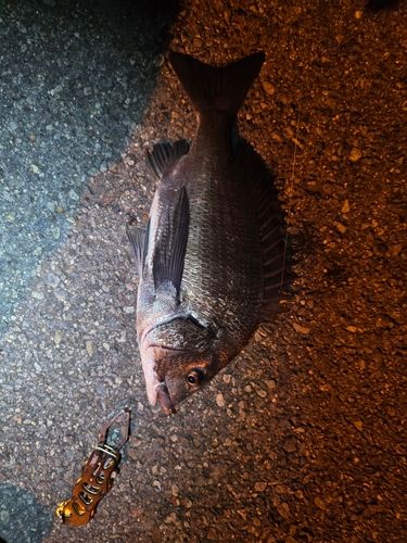 チヌの釣果