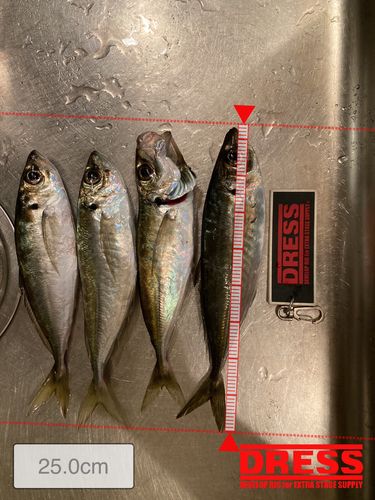 アジの釣果
