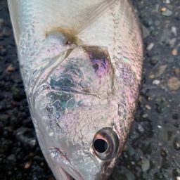 イシモチ