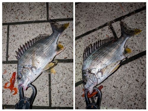 キビレの釣果