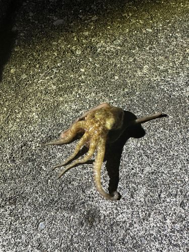 タコの釣果