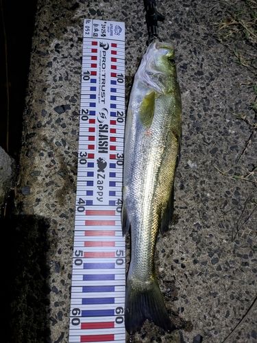 スズキの釣果