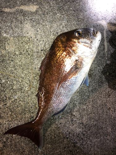 タイの釣果